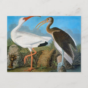 Carte Postale Audubon : Ibis blanc