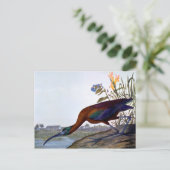 Carte Postale Audubon : Ibis brillant (Debout devant)