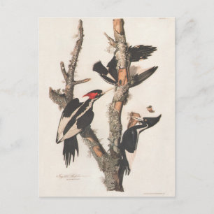 Carte Postale Audubon Ivory-Billed