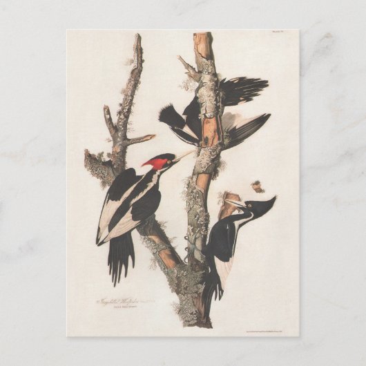 Carte Postale Audubon Ivory-Billed (Devant)