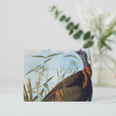 Carte Postale Audubon : La Turquie sauvage (Debout devant)