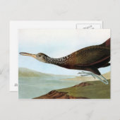 Carte Postale Audubon : Limpkin (Devant / Derrière)