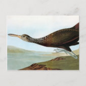 Carte Postale Audubon : Limpkin (Devant)