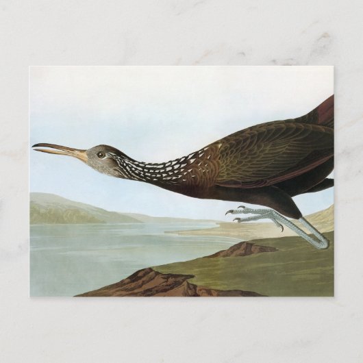 Carte Postale Audubon : Limpkin (Devant)