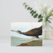 Carte Postale Audubon : Limpkin (Debout devant)