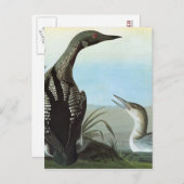 Carte Postale Audubon : Loon arctique (Devant / Derrière)