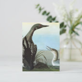 Carte Postale Audubon : Loon arctique (Debout devant)