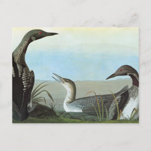 Carte Postale Audubon : Loon arctique