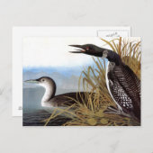 Carte Postale Audubon : Loon commun (Devant / Derrière)