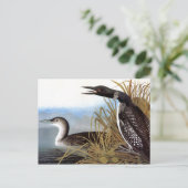 Carte Postale Audubon : Loon commun (Debout devant)