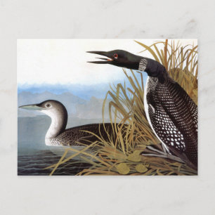 Carte Postale Audubon : Loon commun