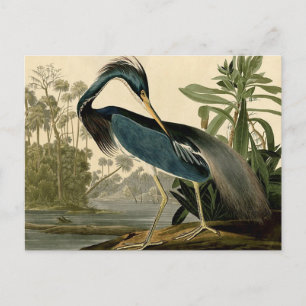 Carte Postale Audubon Louisiana Heron Birds America Art