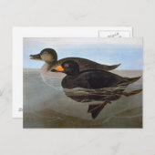 Carte Postale Audubon : Macreuse noire (Devant / Derrière)