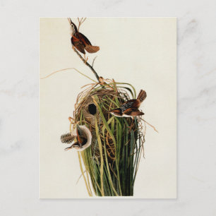 Carte Postale Audubon Marsh Wren Bird Art