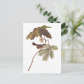 Carte Postale Audubon Oiseau de Bruant sur Mandrake sauvage (Debout devant)