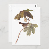 Carte Postale Audubon Oiseau de Bruant sur Mandrake sauvage (Devant / Derrière)