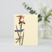 Carte Postale Audubon : Paruline (Debout devant)