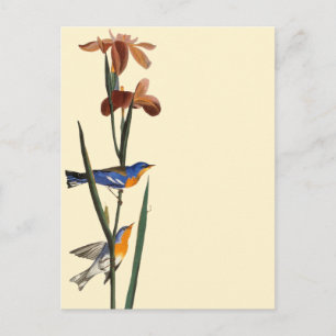 Carte Postale Audubon : Paruline