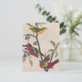 Carte Postale Audubon Peint Bunting Bird Wildlife (Debout devant)
