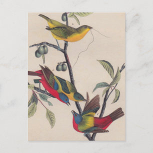 Carte Postale Audubon Peint Bunting Bird Wildlife