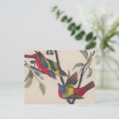 Carte Postale Audubon Peint Bunting Bird Wildlife (Debout devant)