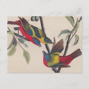 Carte Postale Audubon Peint Bunting Bird Wildlife
