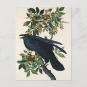 Carte Postale Audubon Raven Bird Classic Peinture (Devant)