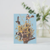 Carte Postale Audubon se moque des oiseaux (Debout devant)