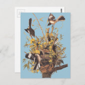 Carte Postale Audubon se moque des oiseaux (Devant / Derrière)