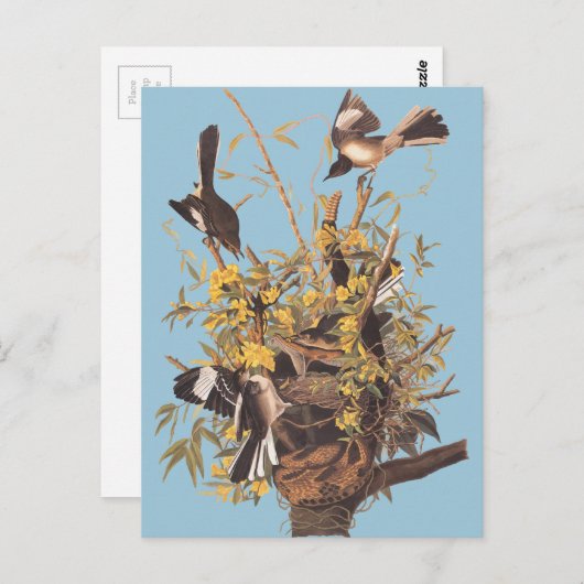 Carte Postale Audubon se moque des oiseaux (Devant / Derrière)