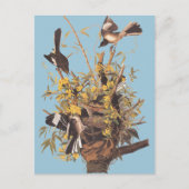 Carte Postale Audubon se moque des oiseaux (Devant)