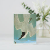 Carte Postale Audubon : Sterne nilotique (Debout devant)