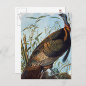 Carte Postale Audubon : Turquie sauvage (Devant / Derrière)