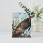 Carte Postale Audubon : Turquie sauvage (Debout devant)