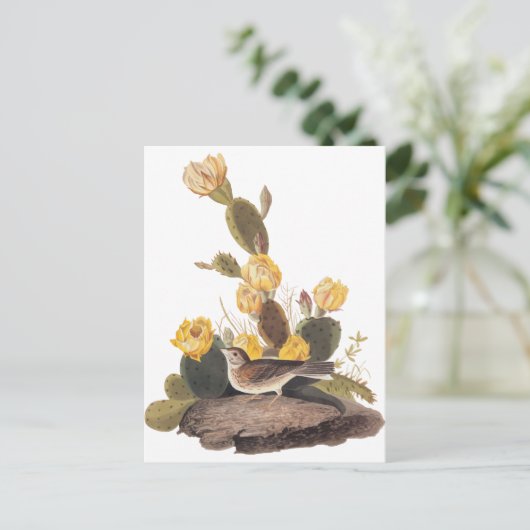 Carte Postale Audubon Vesper Sparrow et Prickly Pear Cactus (Debout devant)