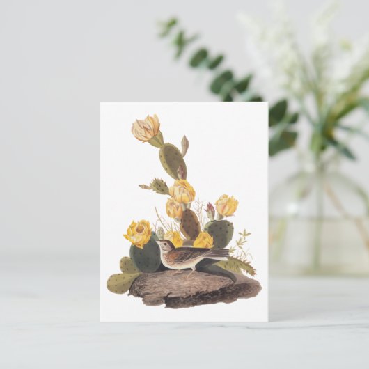 Carte Postale Audubon Vesper Sparrow et Prickly Pear Cactus (Debout devant)