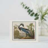 Carte Postale Audubon Vintage Louisiane Héron bleu (Debout devant)