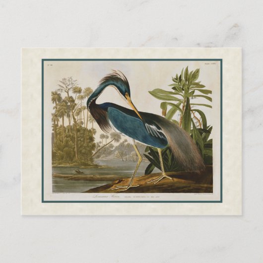Carte Postale Audubon Vintage Louisiane Héron bleu (Devant)