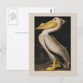 Carte Postale Audubon White Pelican Bird Amérique (Devant / Derrière)