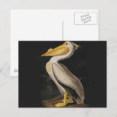 Carte Postale Audubon White Pelican Bird Amérique (Devant / Derrière)