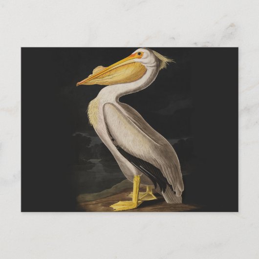 Carte Postale Audubon White Pelican Bird Amérique (Devant)