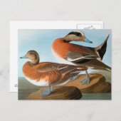 Carte Postale Audubon : Wigeon (Devant / Derrière)