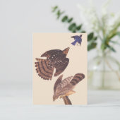Carte Postale Audubon's Coopers Hawk Bird of Prey (Debout devant)