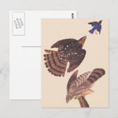 Carte Postale Audubon's Coopers Hawk Bird of Prey (Devant / Derrière)