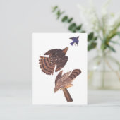 Carte Postale Audubon's Coopers Hawk Bird of Prey (Debout devant)