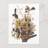 Carte Postale Audubon's Mockingbirds vs Rattlesnake (Devant)