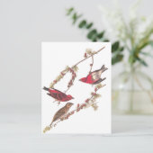 Carte Postale Audubon's Purple Finch Trois oiseaux rouges en hiv (Debout devant)