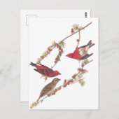 Carte Postale Audubon's Purple Finch Trois oiseaux rouges en hiv (Devant / Derrière)