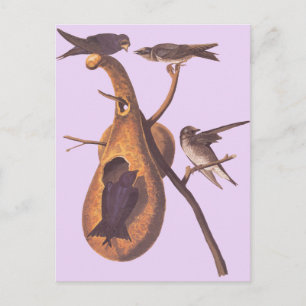 Carte Postale Audubon's Purple Martin