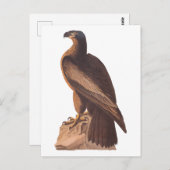 Carte Postale Audubon's Young Bald Eagle sur Brown Rock (Devant / Derrière)